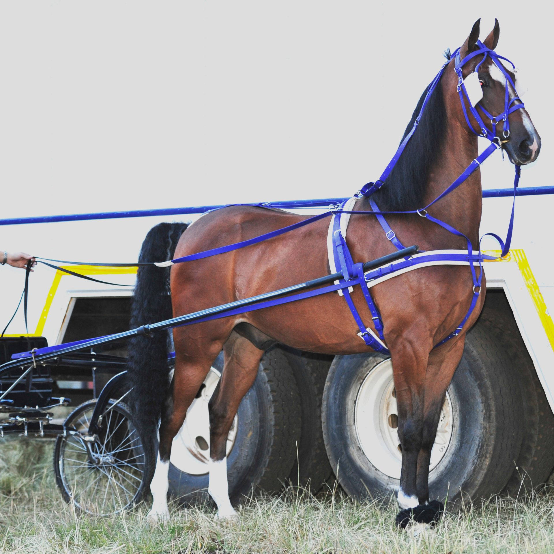 Harness American Saddler Training Solo